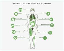 Endogene cannabinoiden