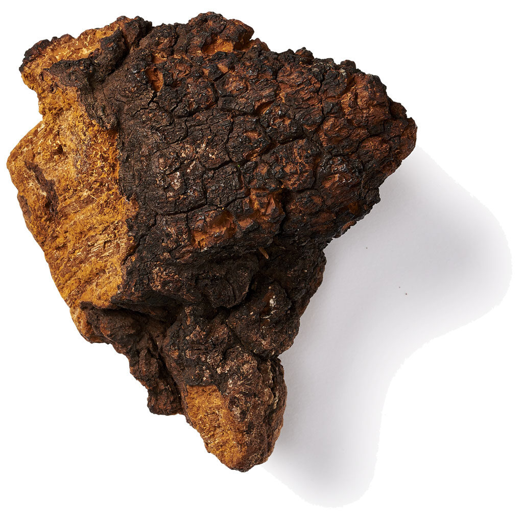 Chaga paddenstoel