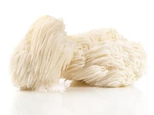 Lion's Mane paddenstoel