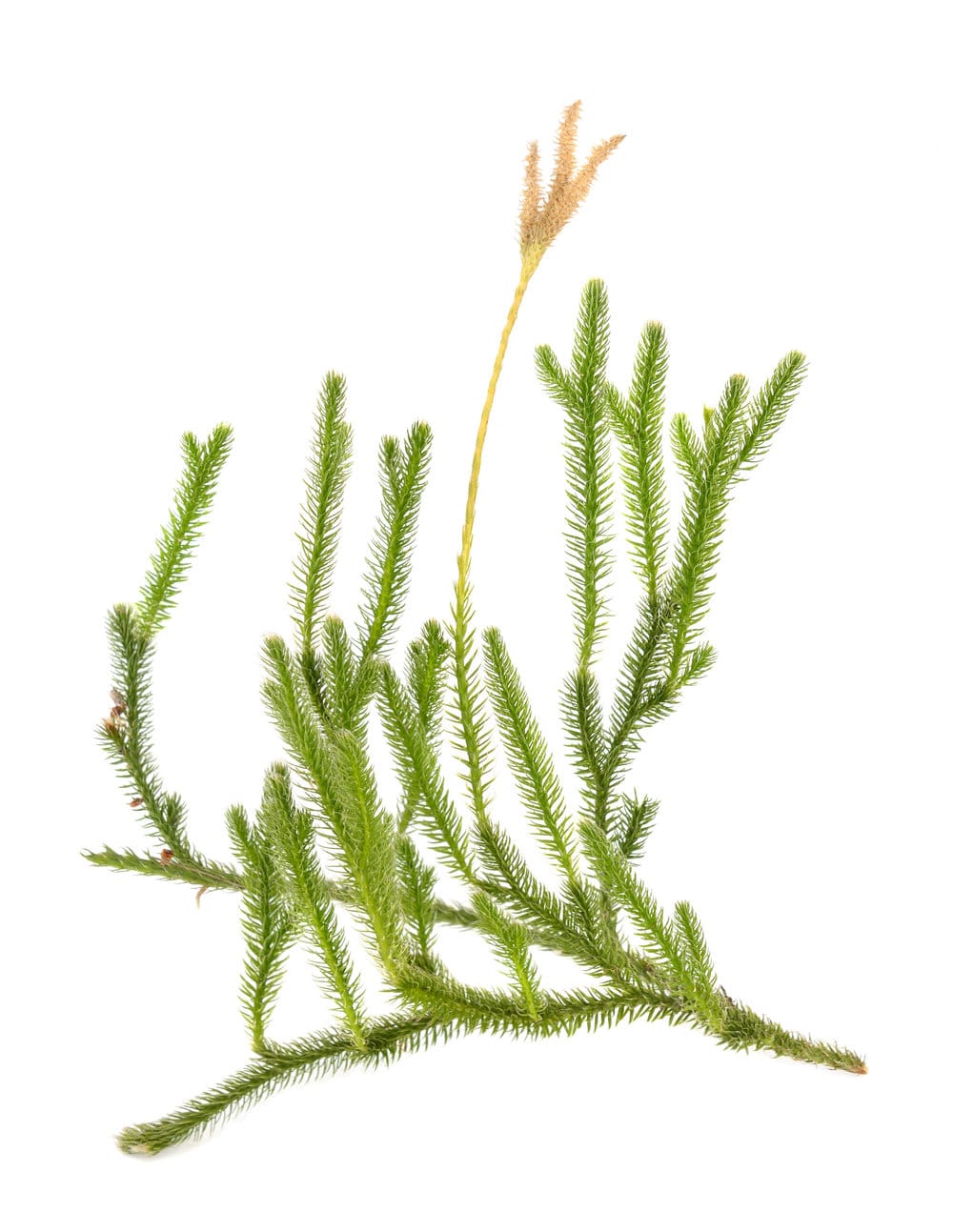 Huperzia Serrata