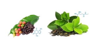 Nootropische stoffen cafeine en L-theanine