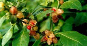 Withania Somnifera in voedingssupplement