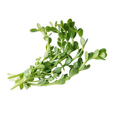 Alzheimer plantje (Bacopa monnieri)