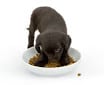 CBD olie druppelen over voer van puppy
