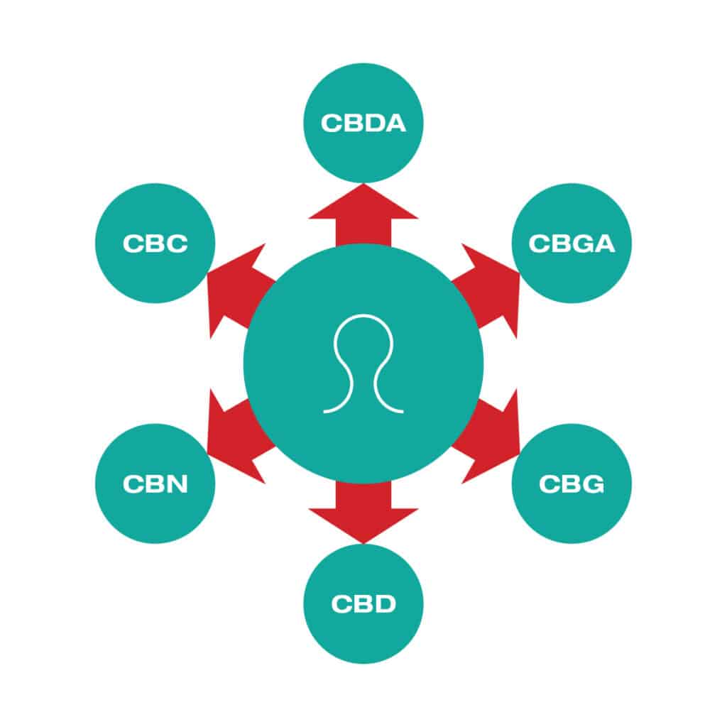 CBD en andere cannabinoïden