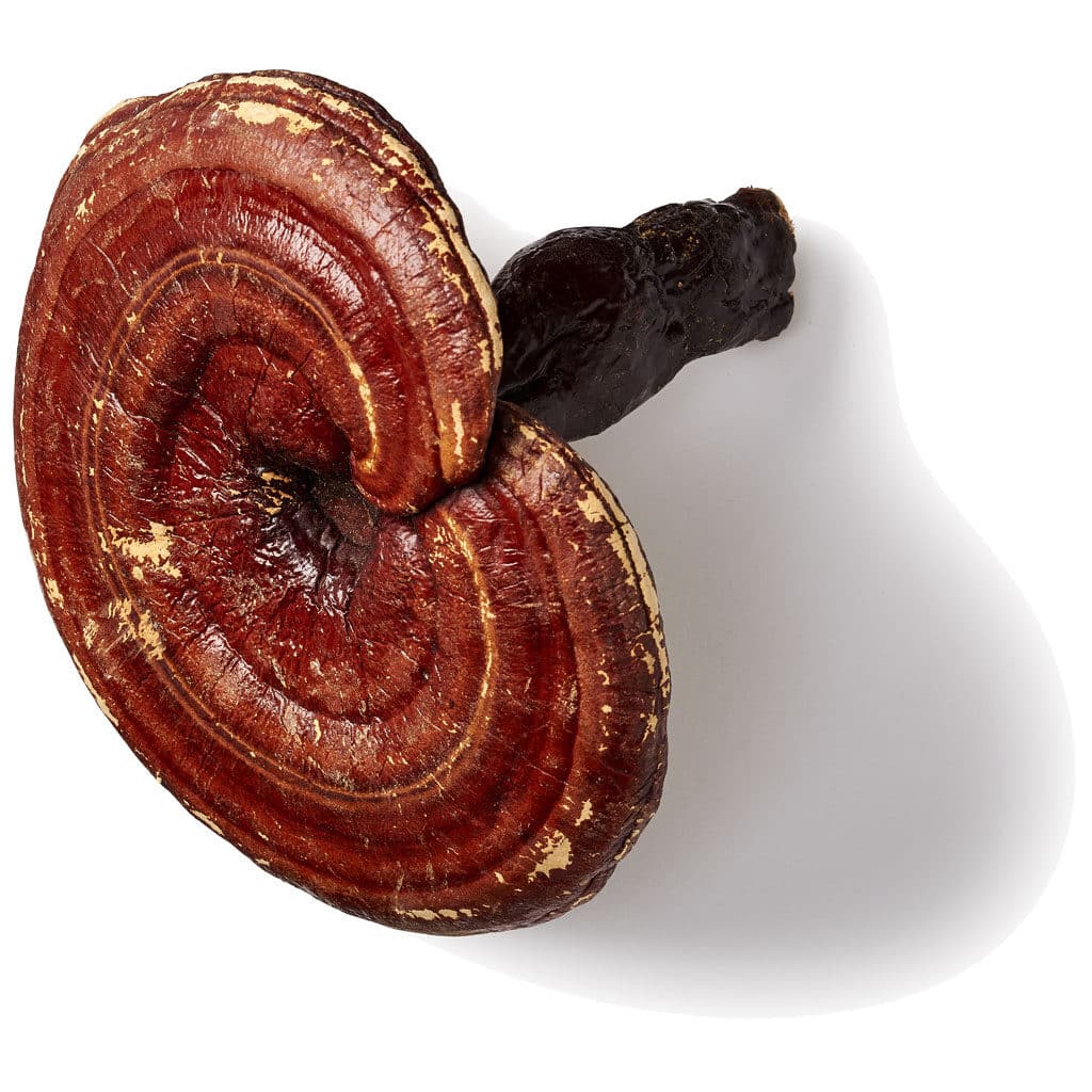 Reishi paddenstoel