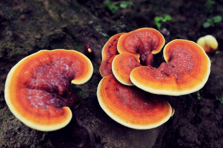 Ganoderma Lucidum