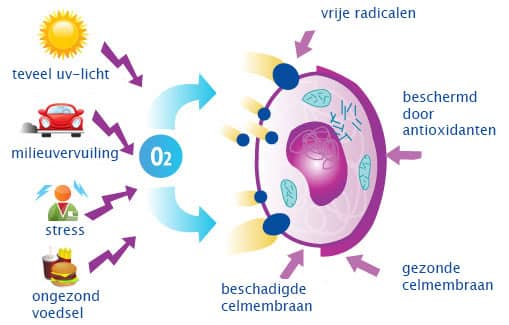 een diagram van hoe een cel werkt.
