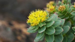 Rozewortel met rosavine en salidroside supplement