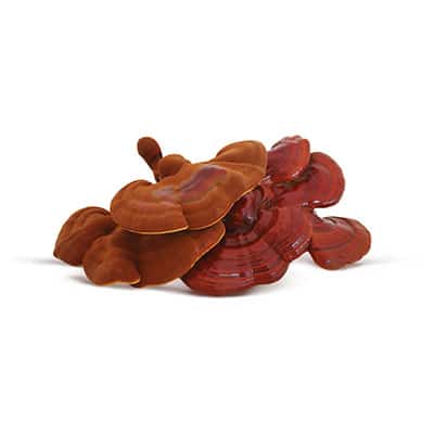 Reishi