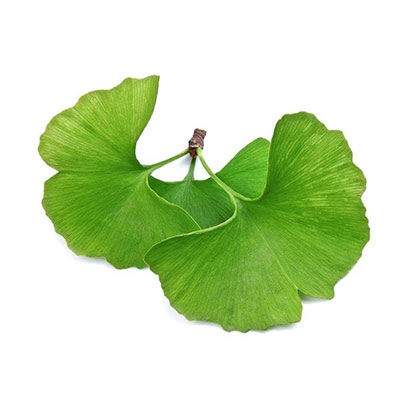 Japanse Notenboom (Ginkgo Biloba)