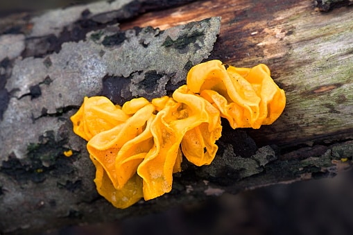 een close-up van een boomtak met een gele substantie erop.