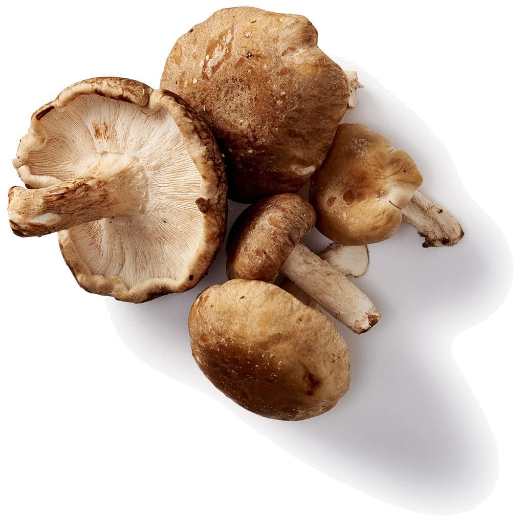 Shiitake paddenstoel