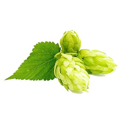 Hop