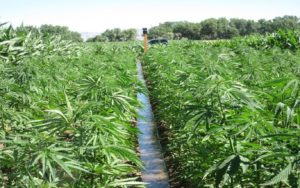 CBD-olie hennep