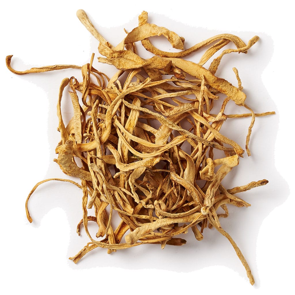 Cordyceps paddenstoel miniatuur