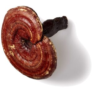 Reishi paddenstoel