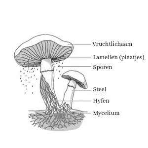 De sporen van de paddenstoel
