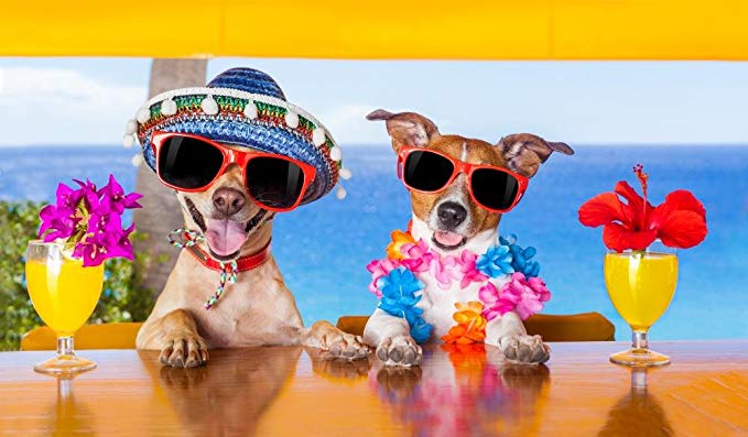 Is CBD op reis met hond en kat legaal
