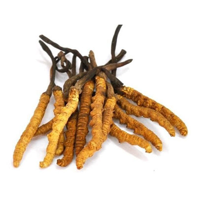 Cordyceps