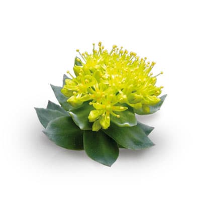 Rozenwortel (Rhodiola Rosea)