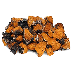 Geneeskrachtige Chaga paddenstoel