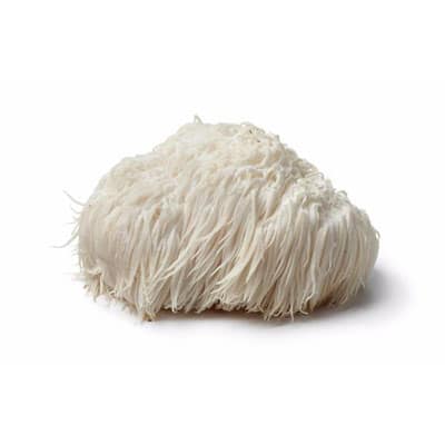 Hericium erinaceus miniatuur