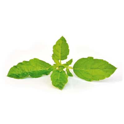 Heilige Basilicum (Tulsi)