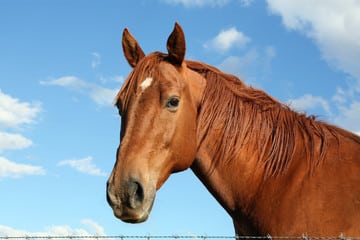 Cannabisolie voor paarden