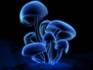 De magic mushroom
