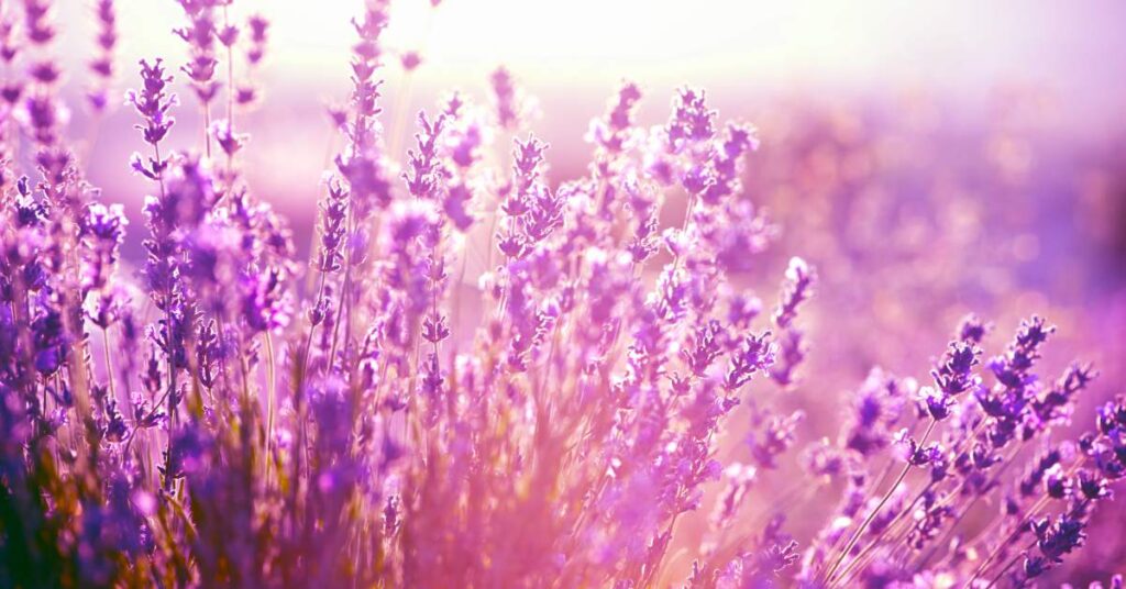 Lavendel, bergamot en sandelhout hebben een kalmerend effect