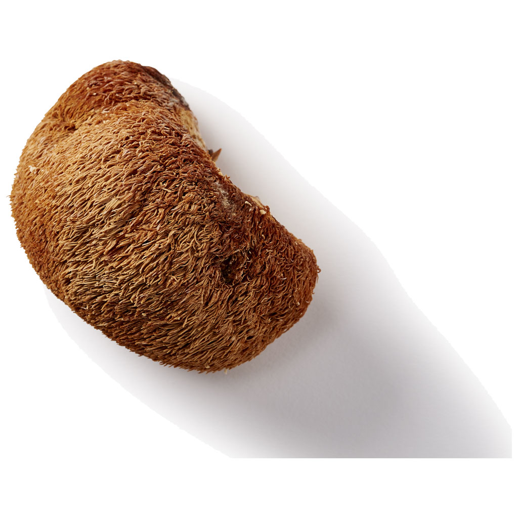 Lion's Mane paddenstoel miniatuur