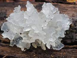 Tremella fuciformis Snow Fungus 1