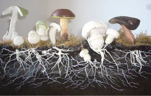 Mycelium van schimmels