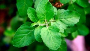 Heilige basilicum of tulsi
