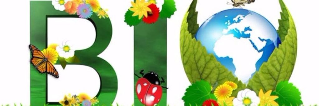 Biologische groente en fruit