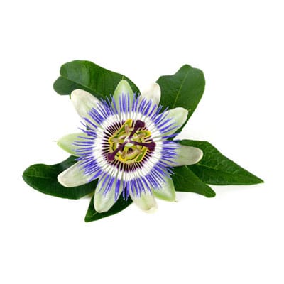 Passiebloem